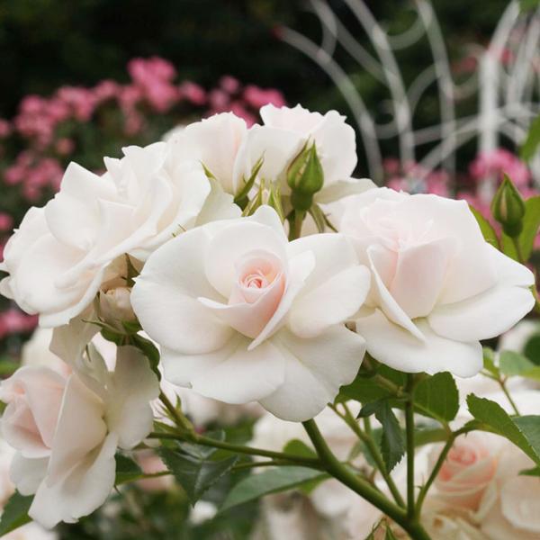 o c  yAXs[Y (Cio)  lG炫z 2N ڂؑc