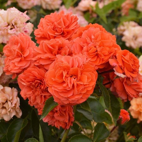 o c  yIW[ (CL)  Ԃ炫z 2N ڂؑc