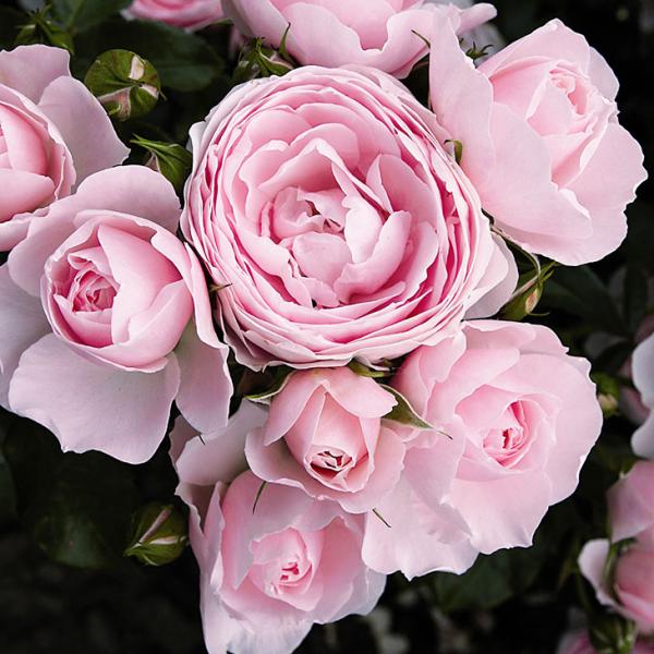 バラ 苗 京成 ハンスゲーネバイン 修景バラ 中大輪 四季咲き 2年生 接ぎ木大苗 Ke07 5t002 01 苗木の専門店 グリーンでgo 通販 Yahoo ショッピング