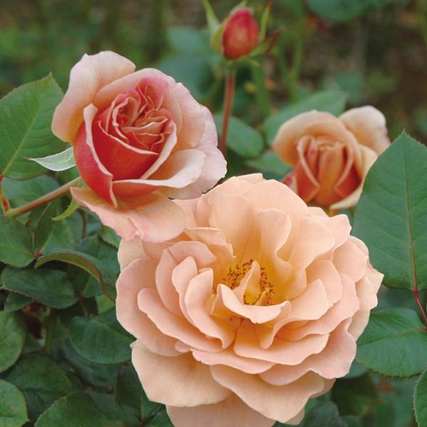 バラ 苗 京成 【カフェ ラテ (HT) 大輪 四季咲き】 2年生 接ぎ木大苗