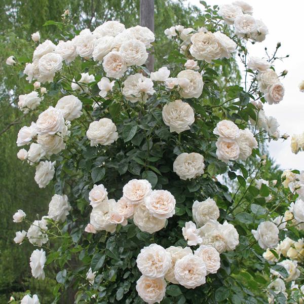 o c  yT}[ [Y (CL)  lG炫z 2N ڂؑc