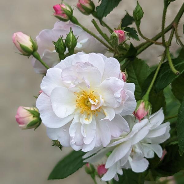 バラ 苗 京成 【スウィート シルエッタ （CL） ［登録品種］ 小輪