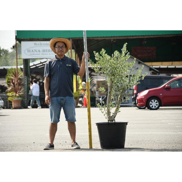 オリーブ ミッション 盆栽 植木の人気商品・通販・価格比較 - 価格.com オリーブ ミッション 盆栽 植木の人気商品・通販・価格比較 - 価格.com