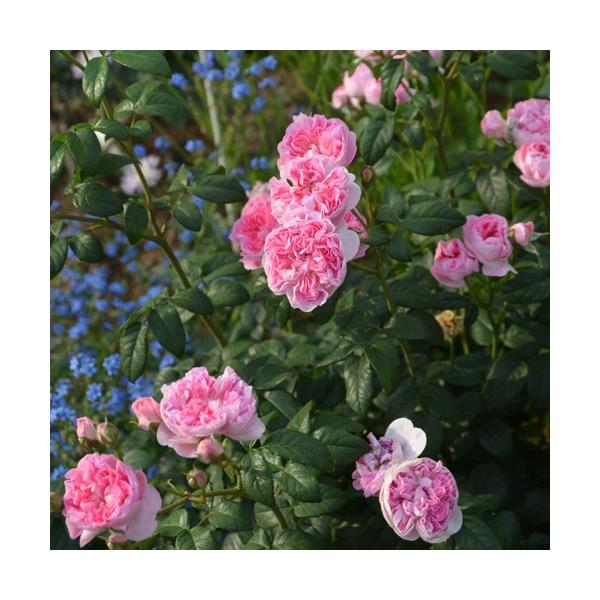 o c TIGeBX yVyg (FL)  lG炫z 2N ڂؑc