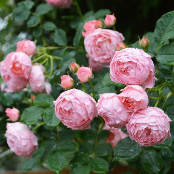 o c TIGeBX y}ebN `` (FL)  JԂ炫z 3N ڂ 1.3m c (ڕc)