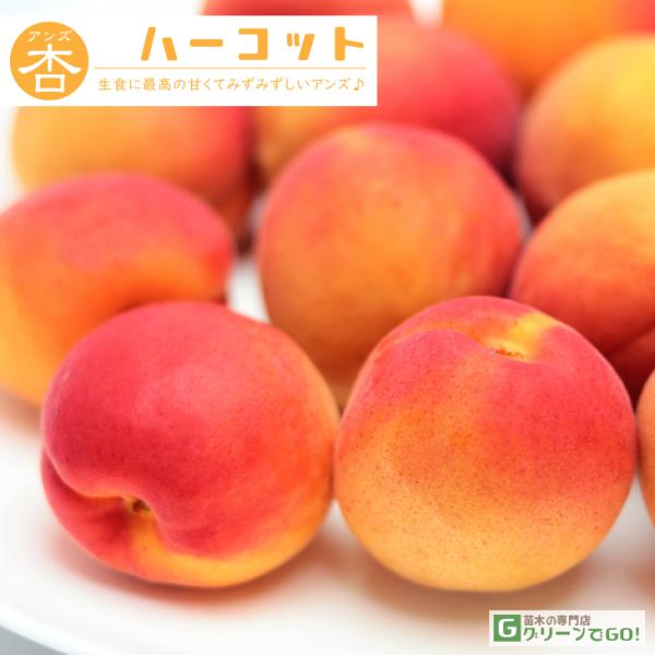 アンズ 苗木 【ハーコット】 3年生 接ぎ木 約1.3m 大苗 : 苗木の専門店