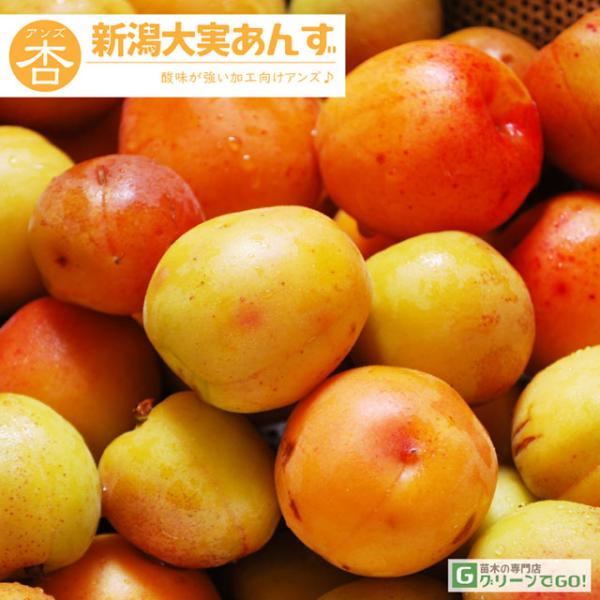 hanahiroba_tn01-008t002-01
