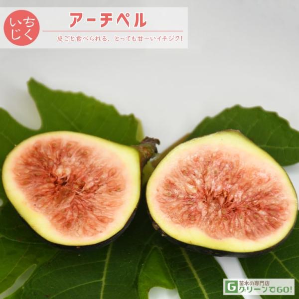 専用キープ　イチジク　アーチペル　苗木　苗　無花果　B nae00020_r01.jpg