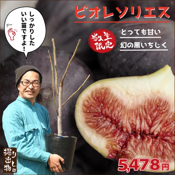 苗木 いちじくの価格と最安値 おすすめ通販を激安で