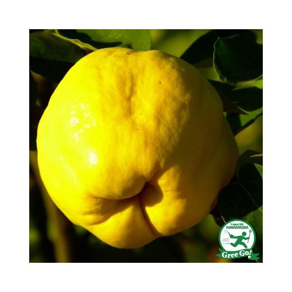 ������������ �J���� �c�� �y�J�����z 1�N�� �ڂ��� �|�b�g�c �i�j�[�����ܕt���j ���k�C���E����͑��������K�p�O�ł��B