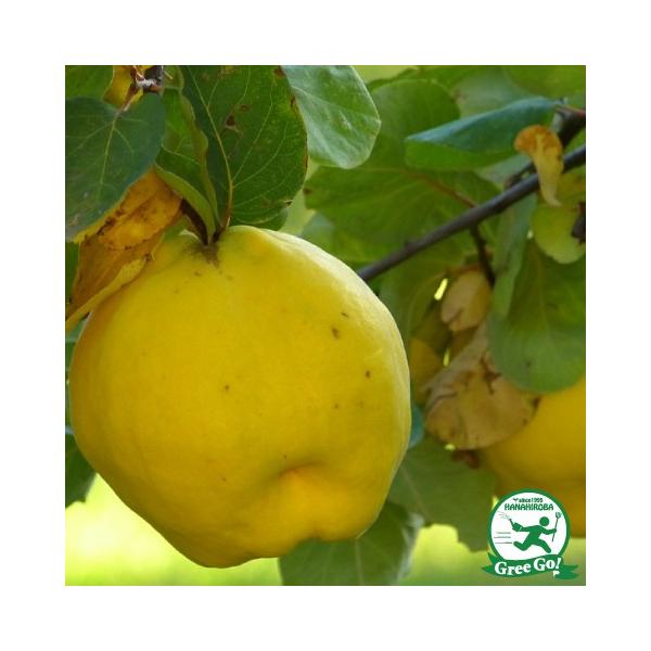 カリン 盆栽の人気商品 通販 価格比較 価格 Com