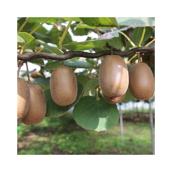 キウイ 苗木 【1本でも成る スーパーエメラルド】 キウイフルーツ キュウイ 苗 果樹 果樹苗この品種は、異種同株なのでこの木だけでなります。オスは必要ありません。実付きをよくするならトムリを近くに植えるといいです。果実は100g前後で大き...