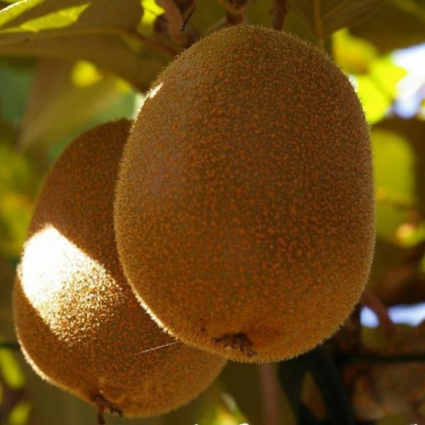 D2Nc LEC c yX W{CG[z 2Nc ڂ