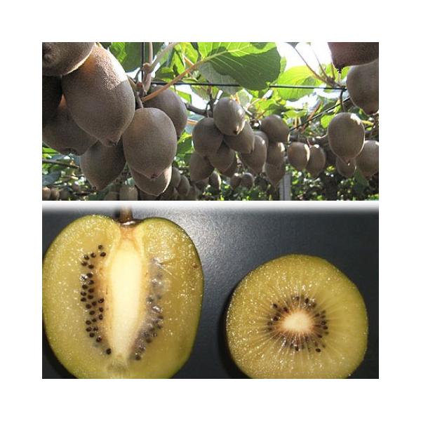 LEC c yX S[h mo^inz 1N ڂ |bgc