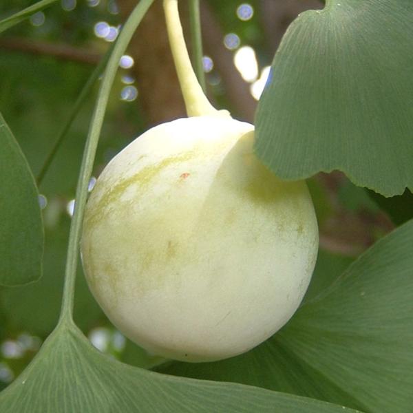 Ȃ c yY iƂ낤jz 1N ڂ |bgc