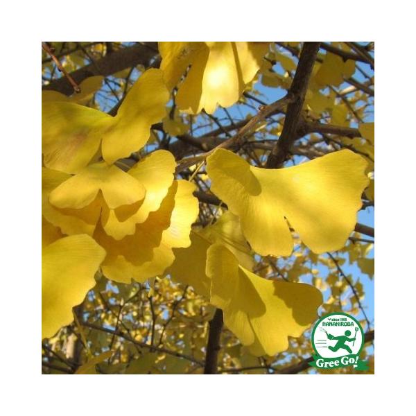 Ȃ c yȂ̃IXz 1N ڂ |bgc