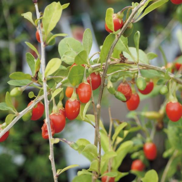 ◆送料無料◆ クコ 苗 【大実 クコ】 枸杞 クコの実 スーパーフルーツ 苗木 果樹 果樹苗不老長寿の妙薬。葉はクコ茶、果実はクコ酒として親しまれている！クコの実は、女性に嬉しい美容効果がふんだんに含まれていることから、注目のスーパーフルー...