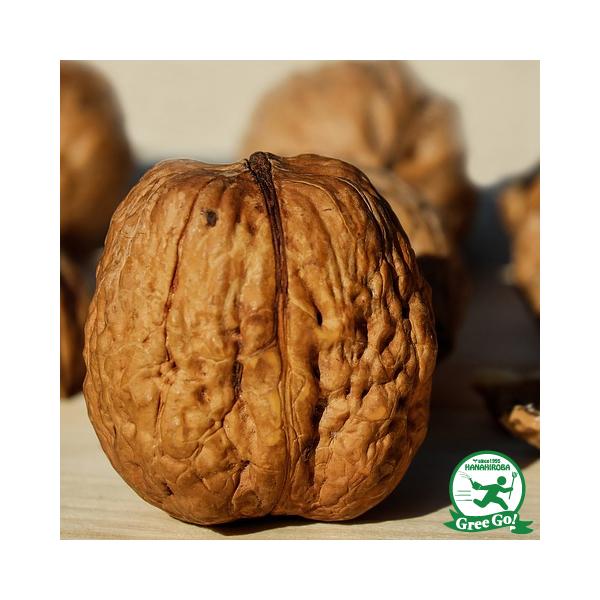 くるみ 苗木 【鬼グルミ】 3年生 約1.3m 大苗 : 苗木の専門店 グリーン