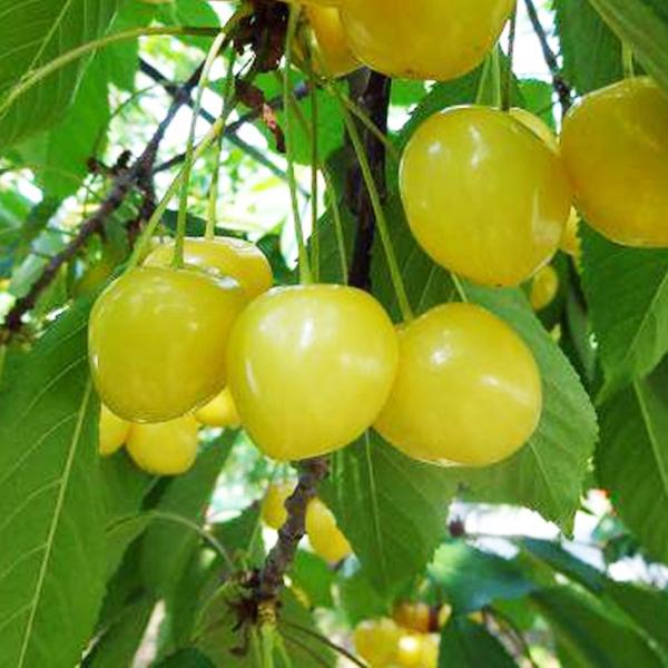 さくらんぼ 苗木 【黄色いサクランボ】 チェリー 桜桃 さくらんぼ苗 果樹 果樹苗一粒9ｇ前後と、一般的な国産のさくらんぼに比べると大粒で、アメリカンチェリーのビングと比べても大きい方です。最大の特徴は何と言ってもその色で、艶のある明るい黄...