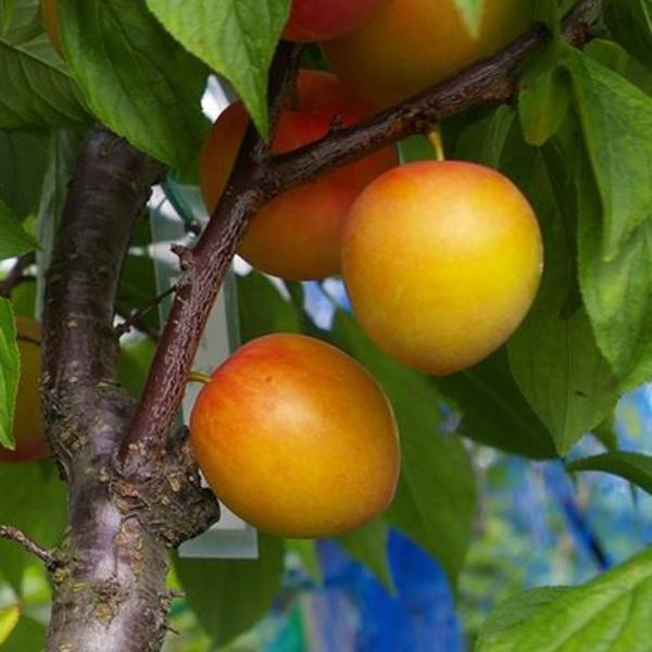 hanahiroba_tn01-091t003-01