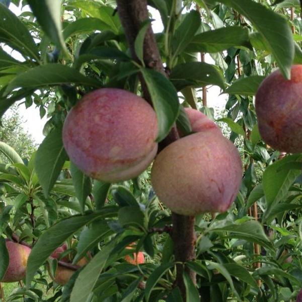 X v c yHP iЂ߁jz 1N ڂ |bgc