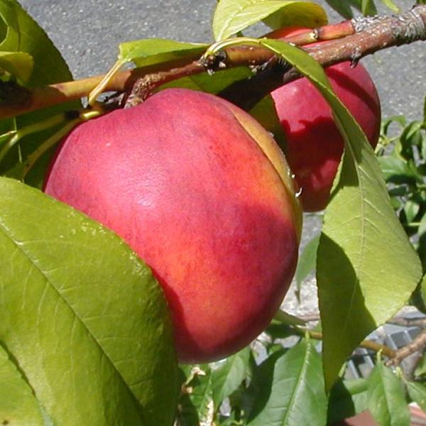  c ylN^ t@^WAz 1N ڂ |bgc