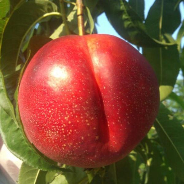  c ylN^ t[o[gbvz 1N ڂ |bgc