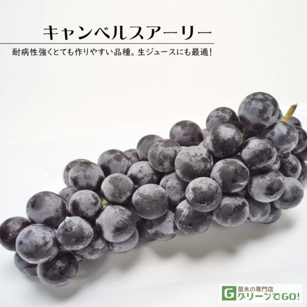 D2Nc Ԃǂ c yLxXA[[z 2Nc } icj