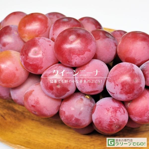 ◆送料無料◆ ぶどう 苗木 【クイーンニーナ ［登録品種］】 1年生 ウイルスフリー 接ぎ木苗 （ニーム小袋付き） ※北海道・沖縄は送料無料適用外です。