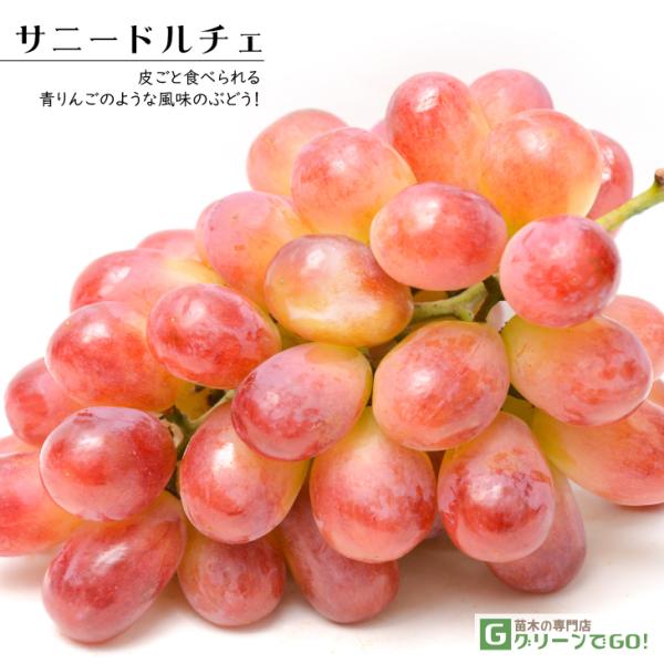 Ԃǂ c yTj[h`F mo^inz 1N ECXt[ ڂ |bgc