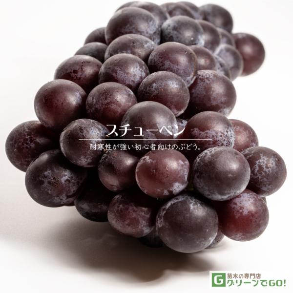 D2Nc Ԃǂ c yX`[xz 2Nc } icj