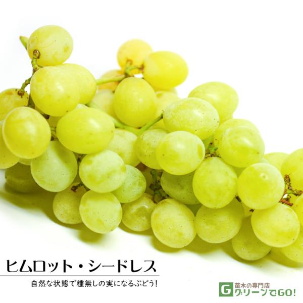 Ԃǂ c yqbg V[hXz 1N } |bgc