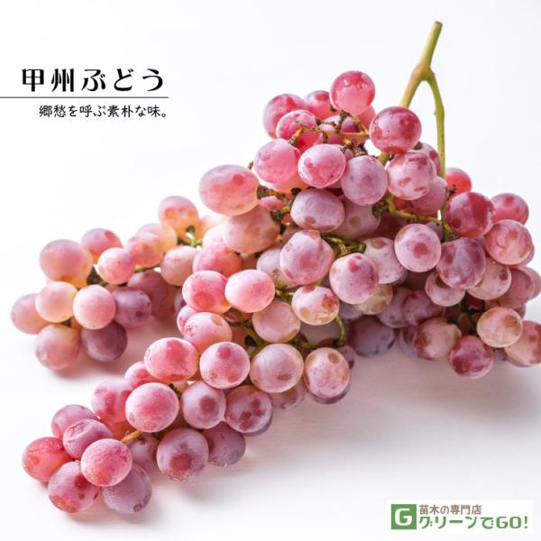 Ԃǂ c ybBԂǂz 3N ECXt[ ڂ 1.3m c