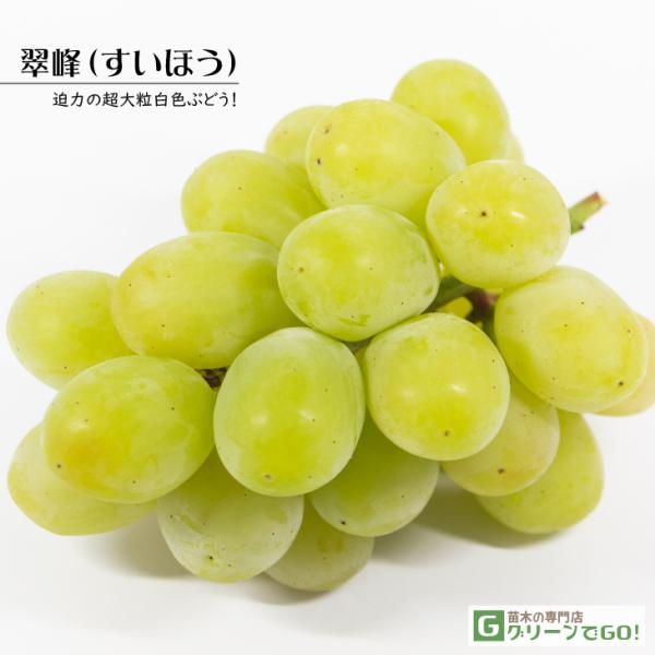 翠峰ブトウ苗（４年生） ぶどう 苗木 翠峰 接木苗 12cmロングポット苗 すいほう ブドウ 苗 葡萄