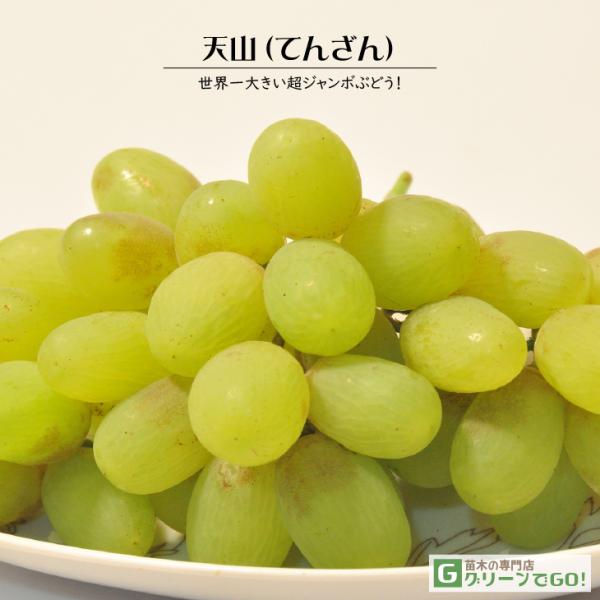 Ԃǂ c yVR iĂ񂴂j mo^inz 1N ECXt[ ڂ |bgc