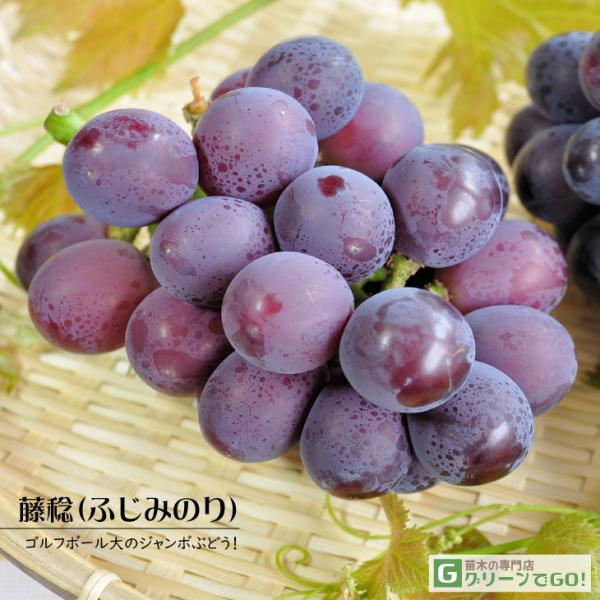 ◆送料無料◆ ぶどう 苗木 【藤稔 （ふじみのり）】 1年生 ウイルスフリー 接ぎ木 ポット苗 （ニーム小袋付き） 葡萄 ぶどうの木 通販 果樹 接木 苗 落葉樹 つる性植物 ※北海道・沖縄は送料無料適用外です。あっさりとした食味で、食べや...