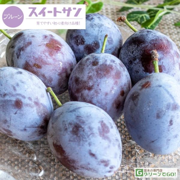 プルーン 苗木 【スイートサン】 3年生 接ぎ木 約1.3m 大苗 : 苗木の