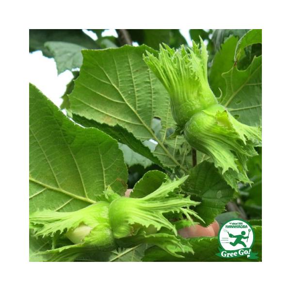 w[[ibc c yAAtHTz 1N |bgc