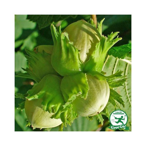 w[[ibc c ymbeBKt[tFz 1N |bgc