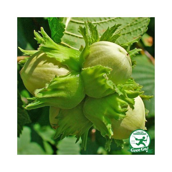  w[[ibc c ynVF[[z 1N |bgc ij[ܕtj kCE͑KpOłB