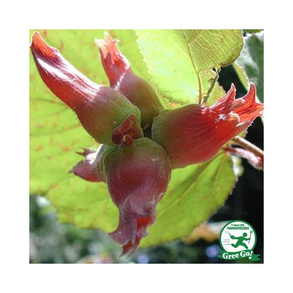  w[[ibc c y[h[k[gz 1N |bgc ij[ܕtj kCE͑KpOłB