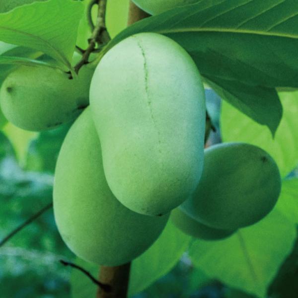  ||[c yEC\z ڂؕc ij[ܕtj kCE͑KpOłB