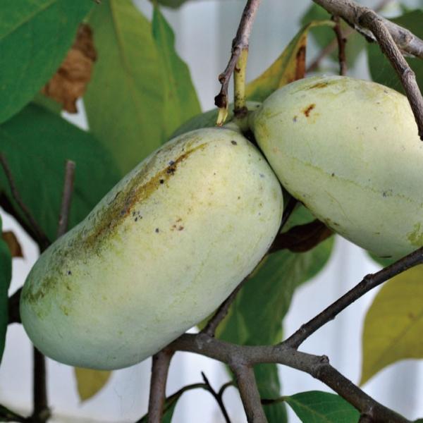  ||[c yciݗjz  |bgc ij[ܕtj kCE͑KpOłB