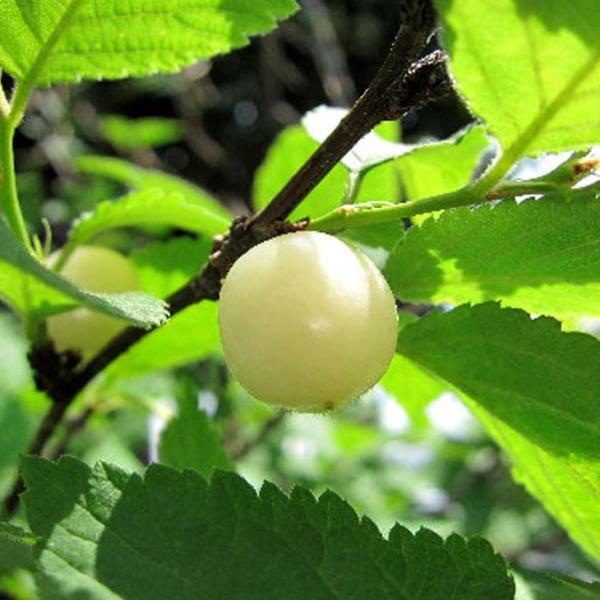 XE c yXEz 1N ڂ |bgc