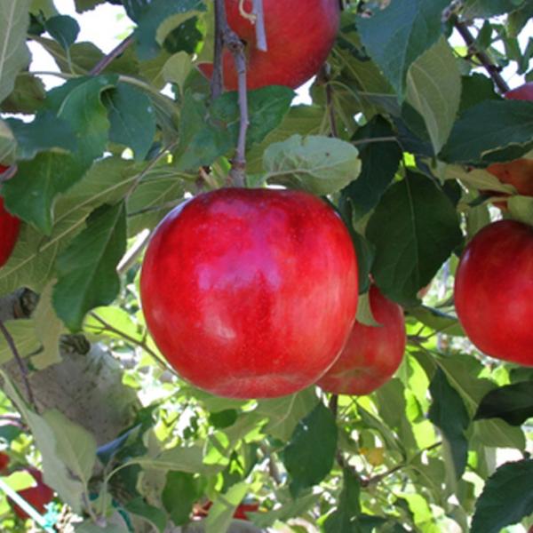  c yYDi␫؁j g i傭jz 3N ڂ 1.3m c