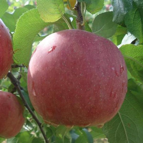  c yYDi␫؁j xm iӂjz 1N ڂ |bgc