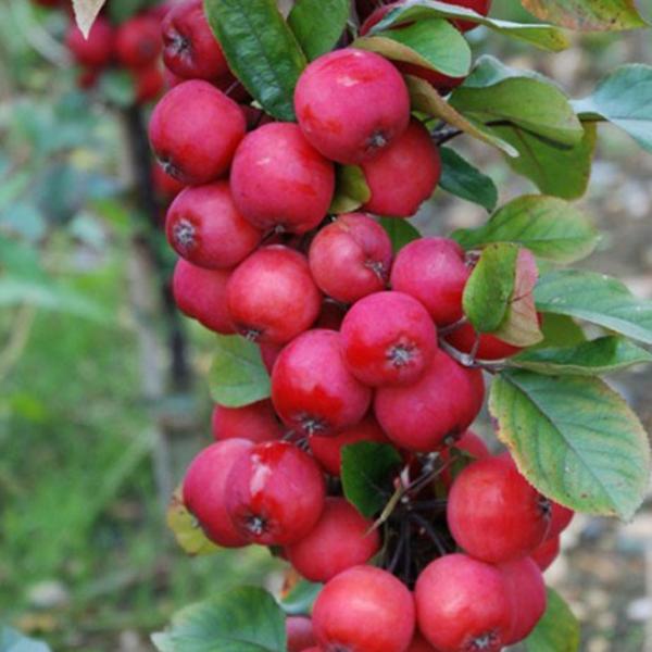  c yo[ic[ C̓ mo^inz 1N ڂ |bgc