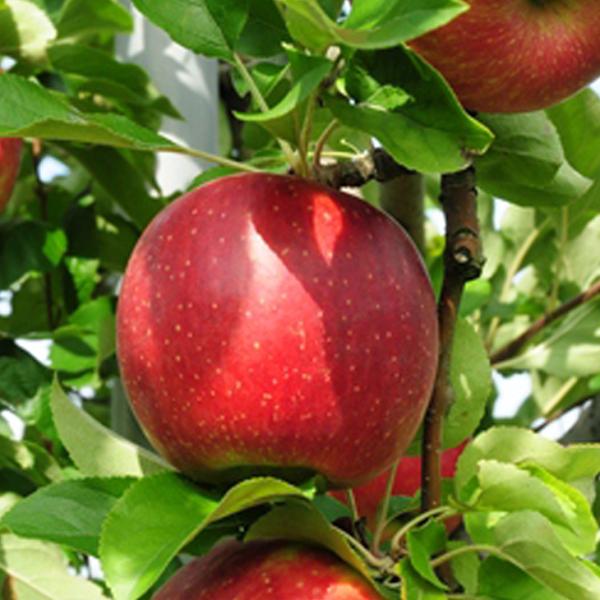 D2Nc  c y Ìy ijz 2Nc ڂ