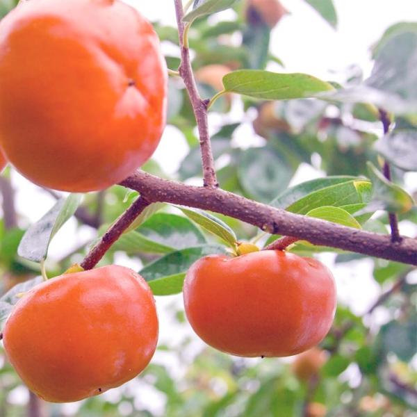 D2Nc ` c ySÊ` HL iイقjz 2Nc ڂ