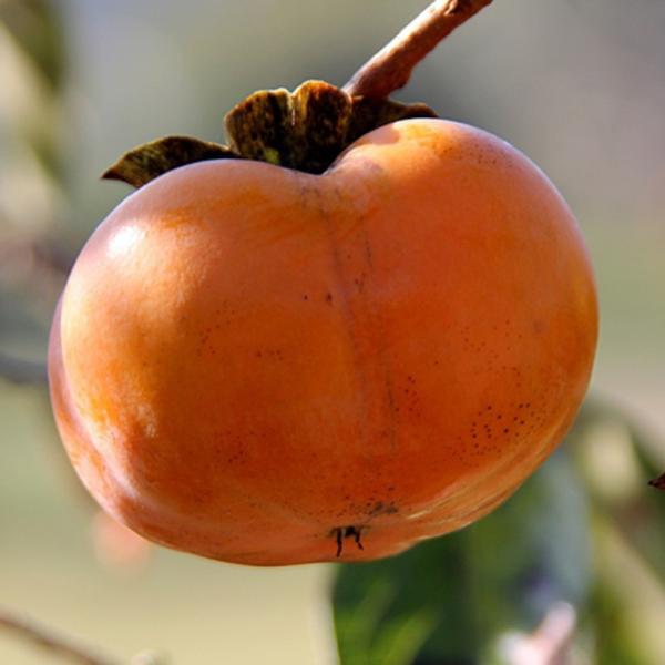 ` c ya` Â݂炸z 1N ڂ |bgc